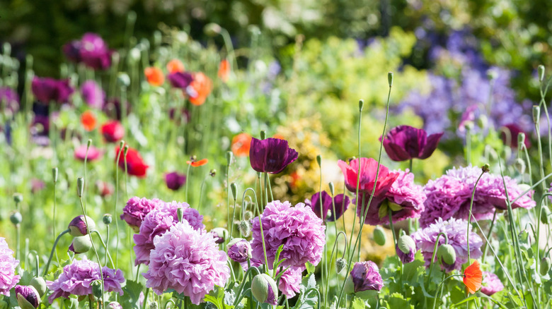 Blooming beautiful wild flowers in a garden