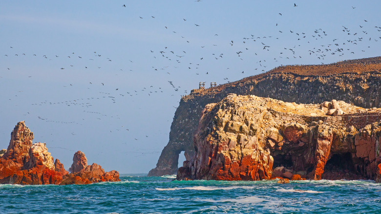 Seabirds flocking to Ballestas, Peru