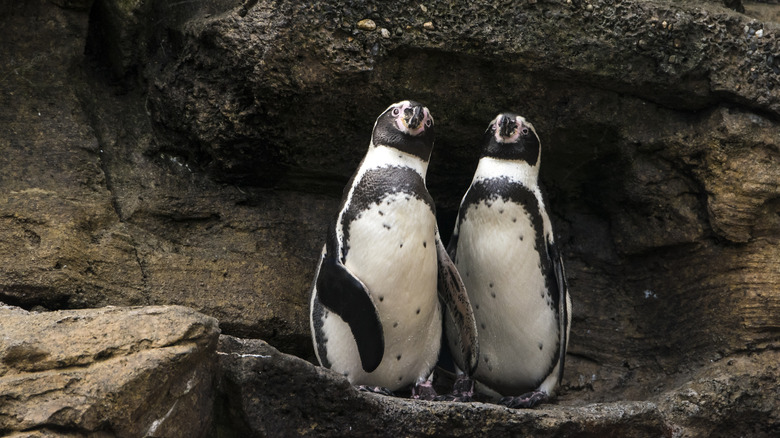 Curious Humboldt penguins found in Ballestas, Peru