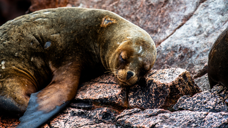 Seal sleeping on the crag of the Ballestas islands, Peru