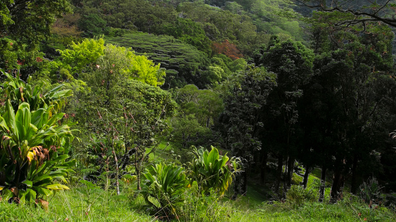 Surround Yourself In Giant, Vibrant Flora At Honolulu's Lyon Arboretum