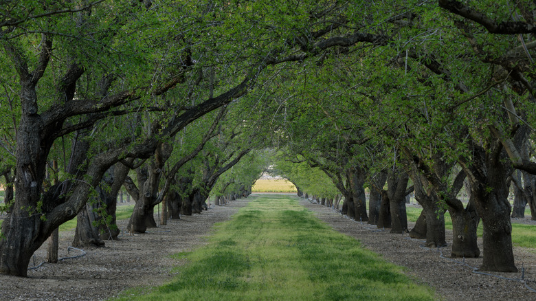 Trees in an orchard in Winters, California