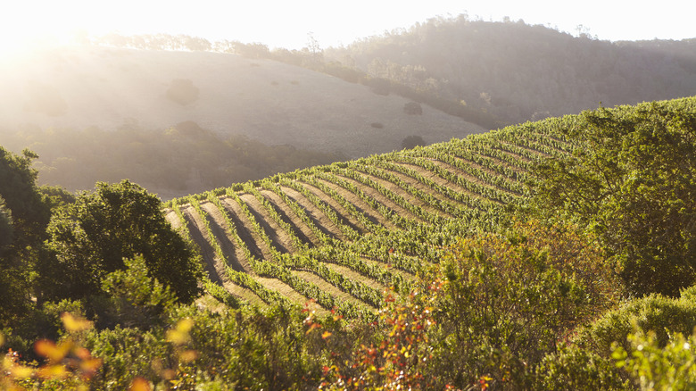 Vineyard in the Napa Region