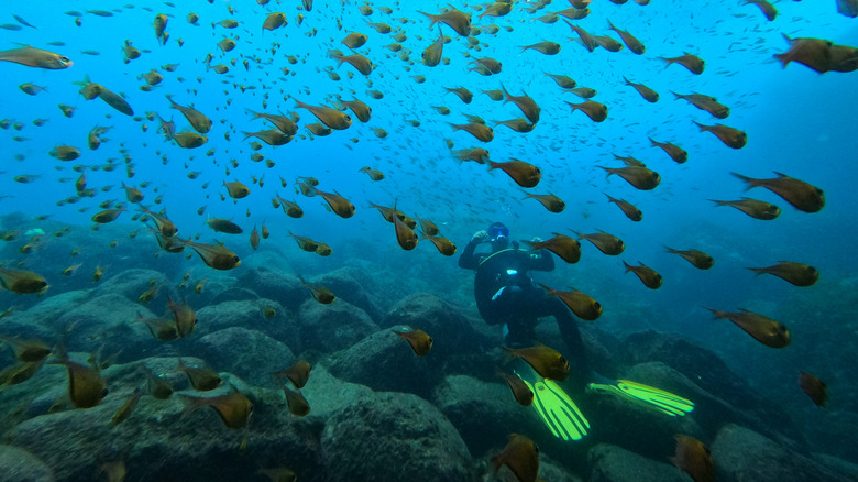 A diver with a shoal of fish beneath the waves of Fernando de Noronha in Brazil