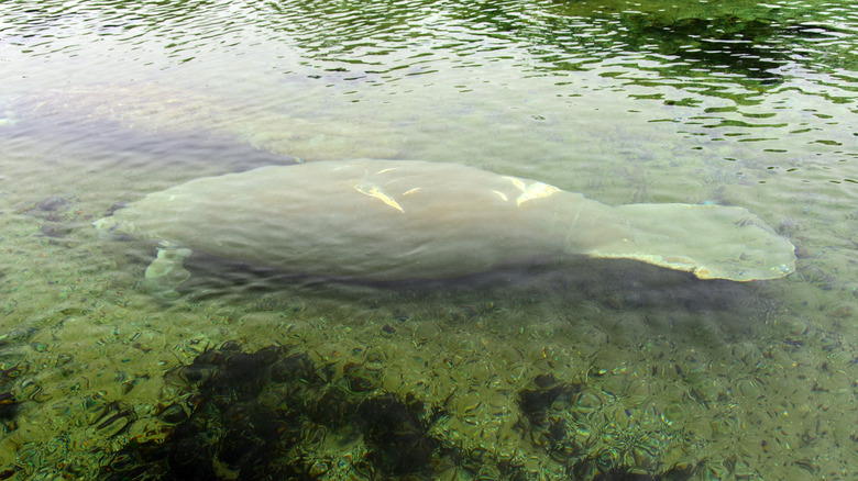 A manatee under the water at Edward Ball Wakulla Springs State Park