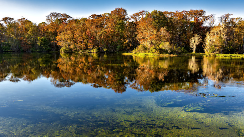 Trees reflected in the water at Edward Ball Wakulla Springs State Park