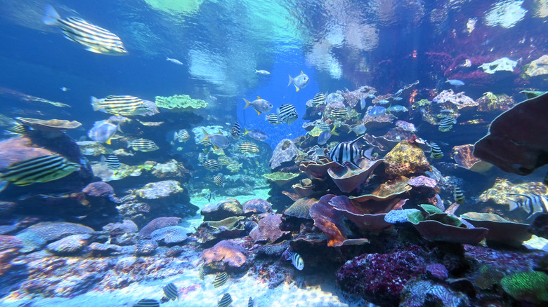 Ningaloo coral reef Turquoise Bay