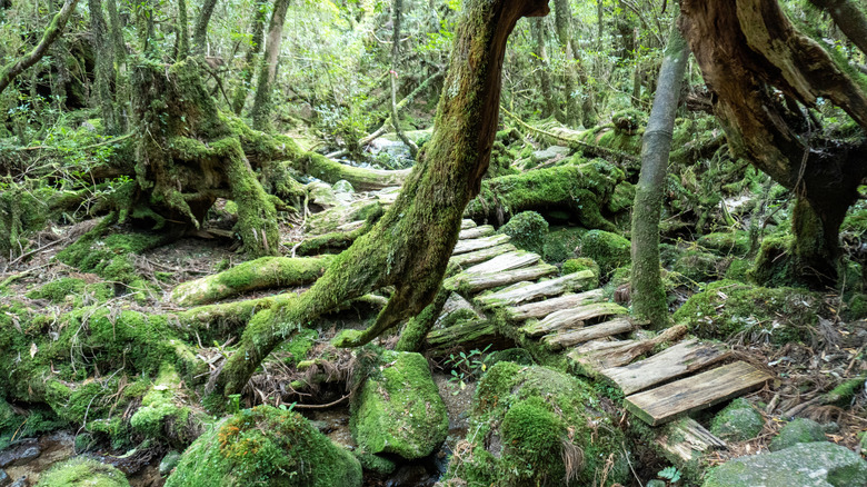 Trail in Shiratani Unsuiko Ravine with twisted tree roots