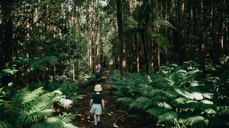 Mother and daughter hiking Forest trail in Yakushima