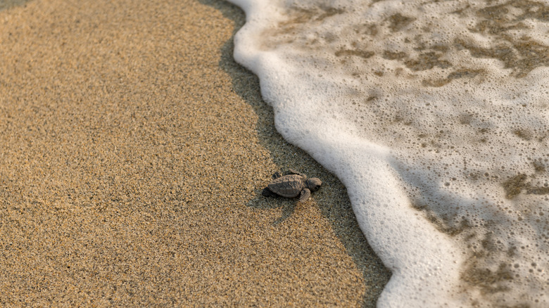 Baby loggerhead sea turtle crawling on shore