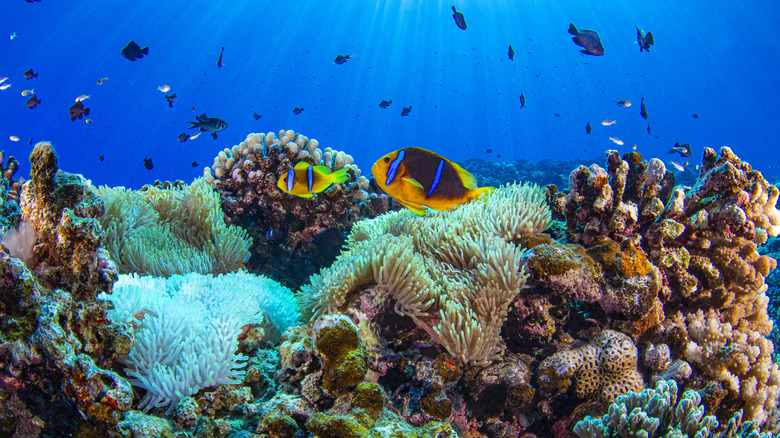 The reefs and marine life around Moorea in the South Pacific