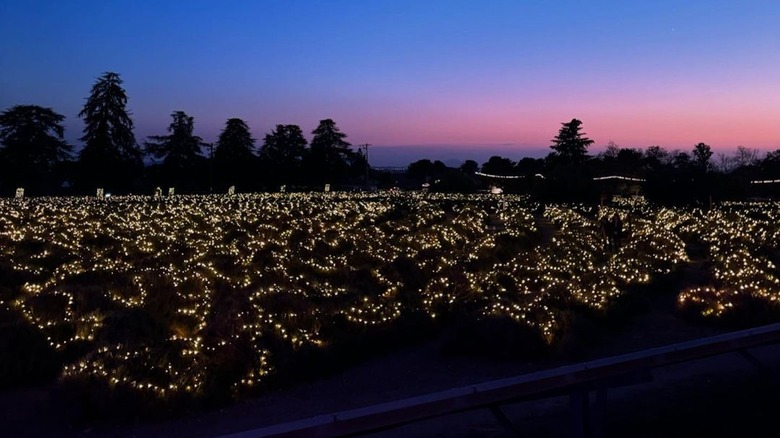 Lavender field lit up at night