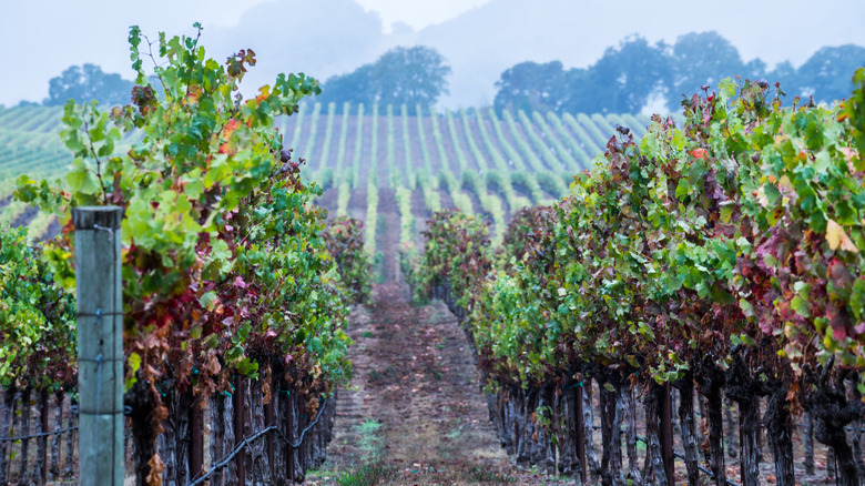 vineyard with planted grapes