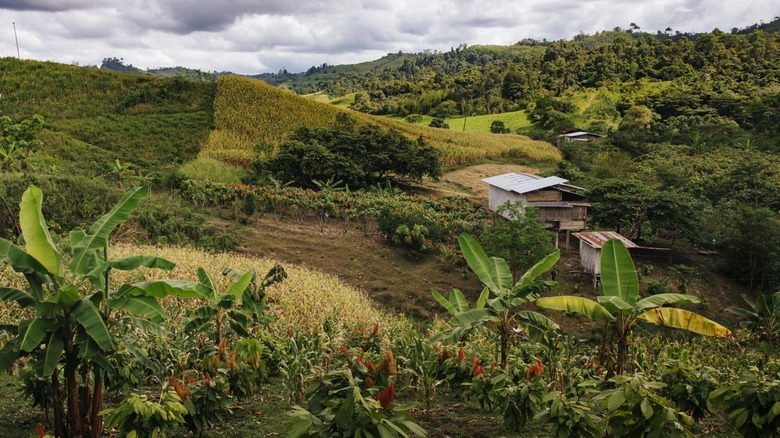 A cacao farm in the cacao-growing region of Piedra de Plata in Ecuador