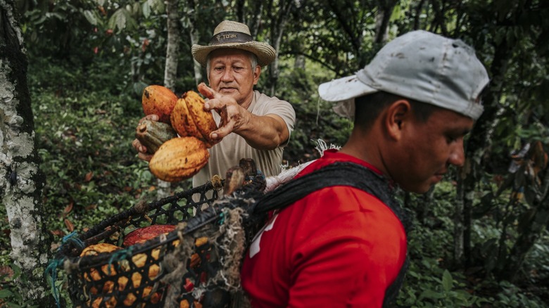 To'ak farmers collecting cacao pods on a farm in Ecuador