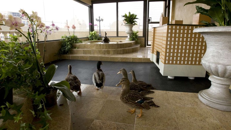 Ducks inside the Peabody hotel.