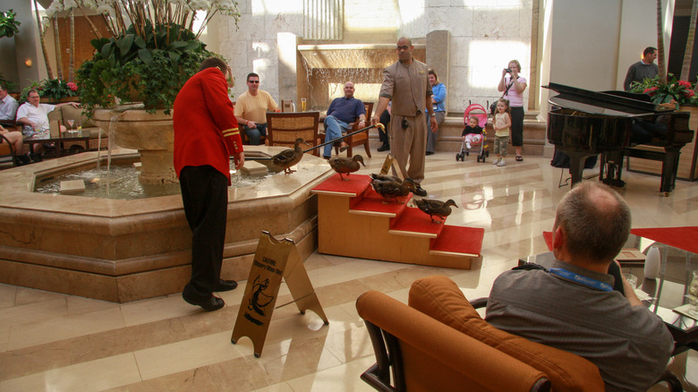 Peabody Hotel ducks walking out of fountain