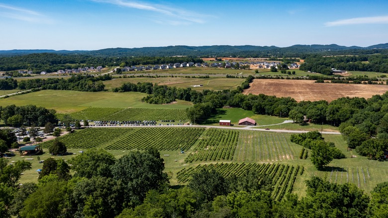 Aerial view of Arrington Vineyards