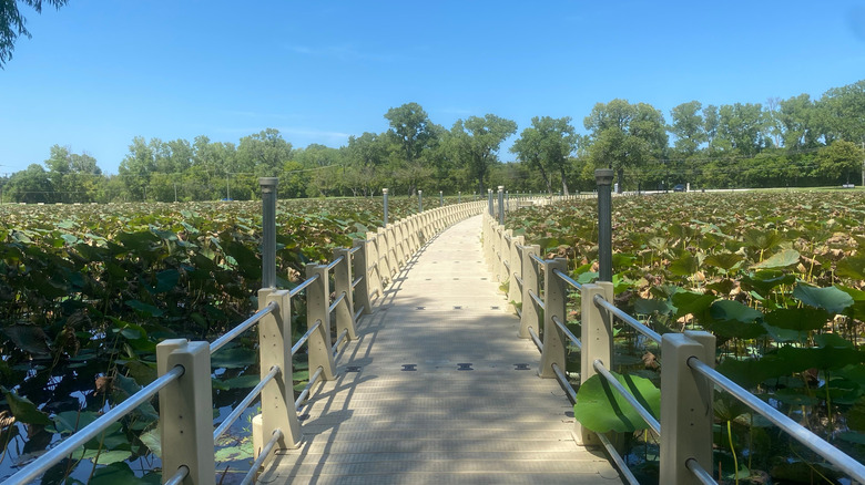 boardwalk trail at Lake Weatherford