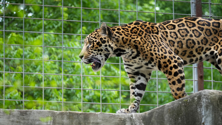 A jaguar at the Ellen Trout Zoo in Lufkin, Texas