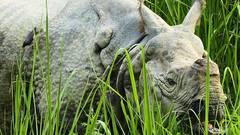 A rhino with its horn removed in Nepal