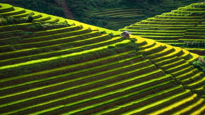 The Ifugao Rice Terraces