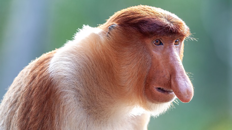 A proboscis monkey