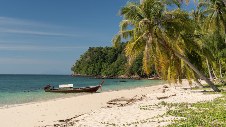 boat and palm trees