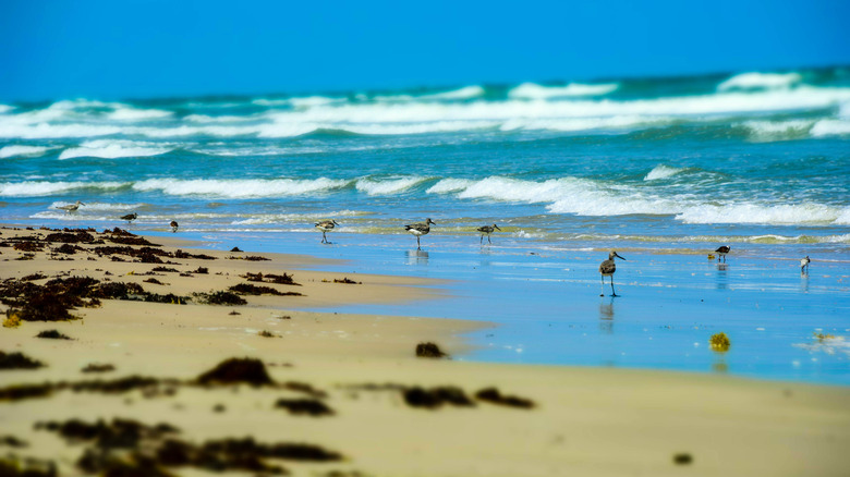 Birds on the shore at Malaquite Beach on Padre Island National Seashore.