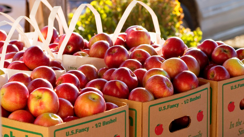 Boxes of orchard apples