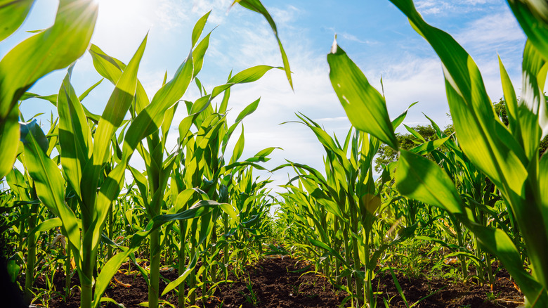 Corn maze