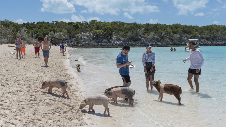 People on Pig Beach in the Bahamas