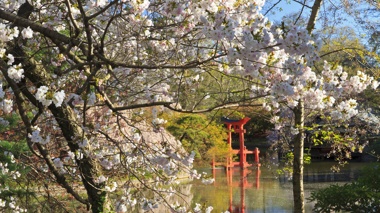 Brooklyn Botanic Garden in spring