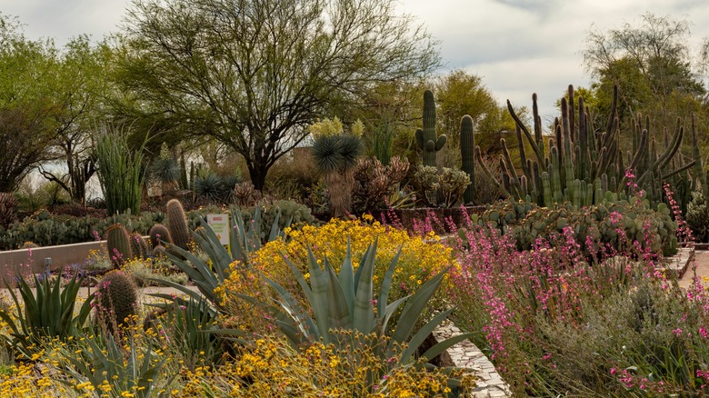 Plants at Desert Botanical Garden