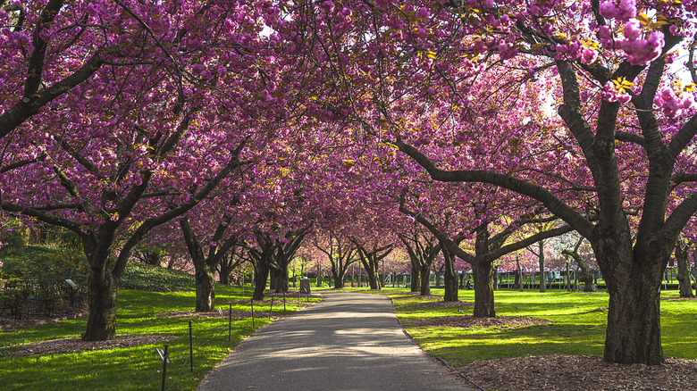 Trees at Brooklyn Botanical Garden