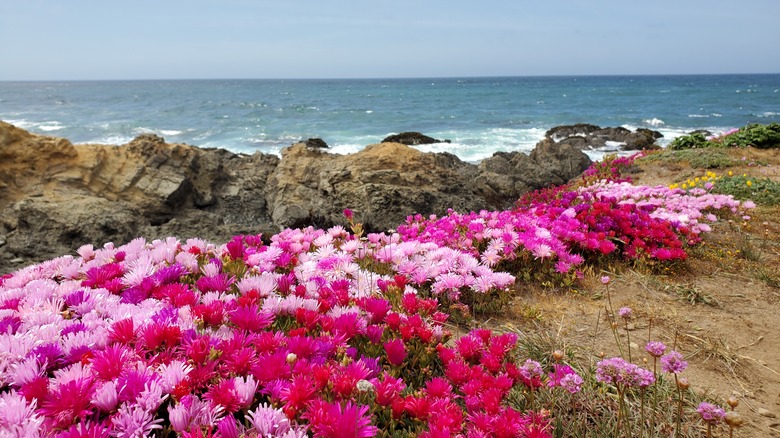 Mendocino Coast Botanical Gardens