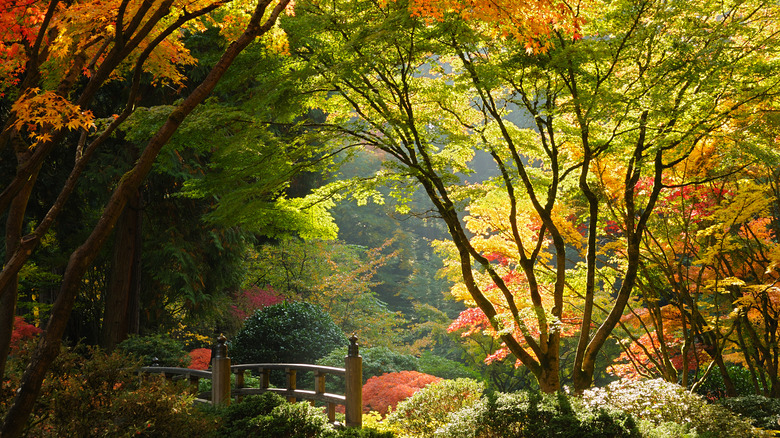 Autumn at Portland Japanese Garden