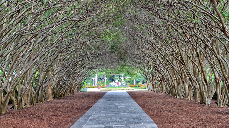 Walkway at Dallas Botanical Garden