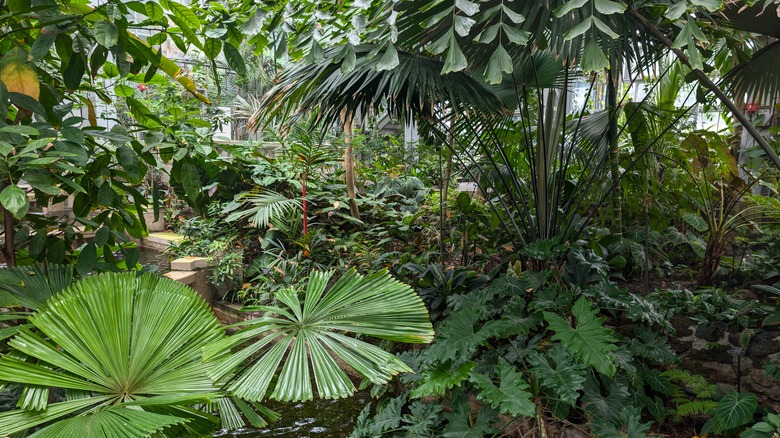 United States Botanic Garden greenhouse