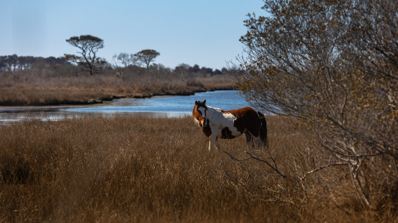 horse in Assateague State Park