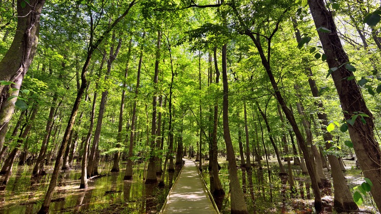 Congaree National Park trees