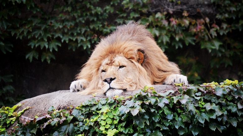 lion in Lincoln Park Zoo