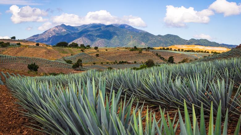 agave field in Tequila, Mexico