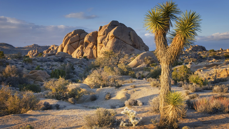 Joshua tree landscape