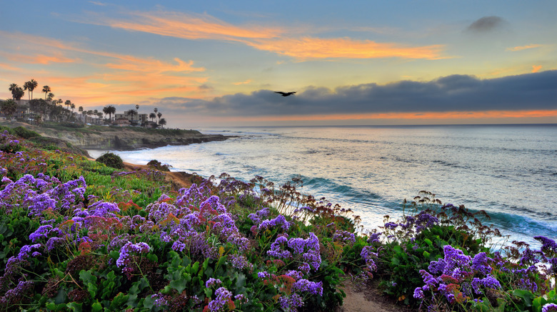 La Jolla beach