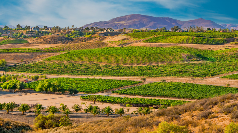 Temecula Valley vineyards