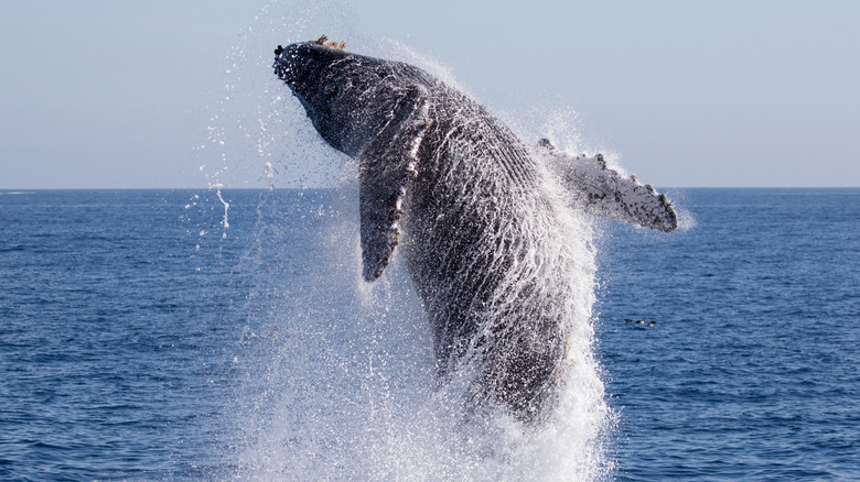 Humpback whale in air