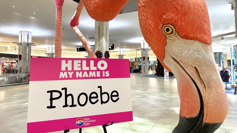 Phoebe the flamingo in Tampa