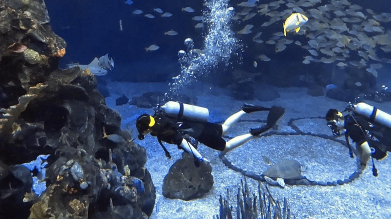 Two divers in aquarium exhibit