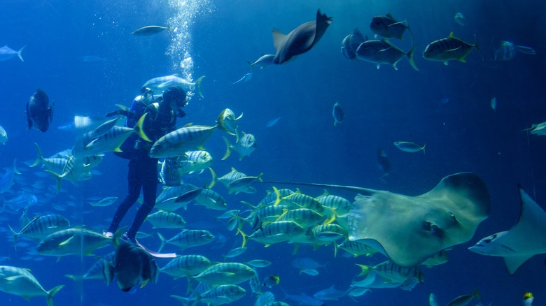 Diver at National Aquarium in Baltimore